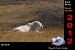 bush-003