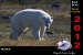 bush-004