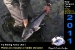 fly_fish-2011_0025