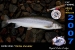 i00019