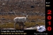 resize-of-safari-7-2010
