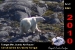 resize-of-safari-9-2010