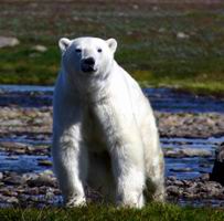 Safai ours polaire et iceberg_RA003