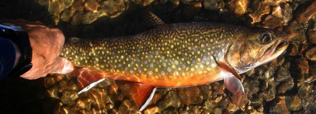 Brook Trout_R002