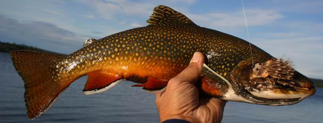 Brook trout_R003