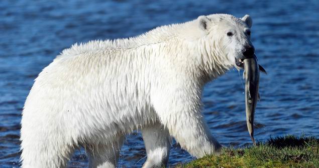 © Fabrice Simon. Un voyage étonnant pour voir des ours polaires de près.
